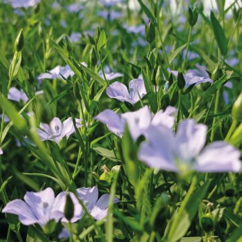 Sea2Soil has already been trialled with great success on crops such as Linseed.
