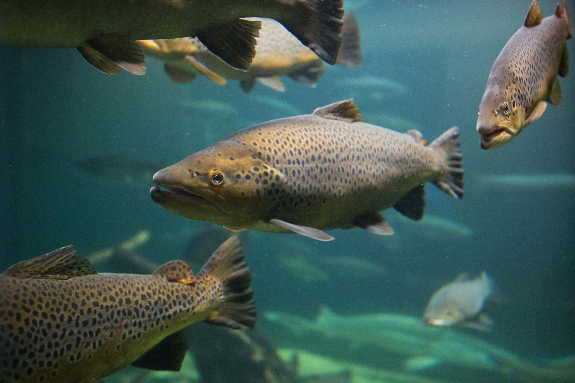 Fish Hydrolysate: A new way to add traditional support to your crops.