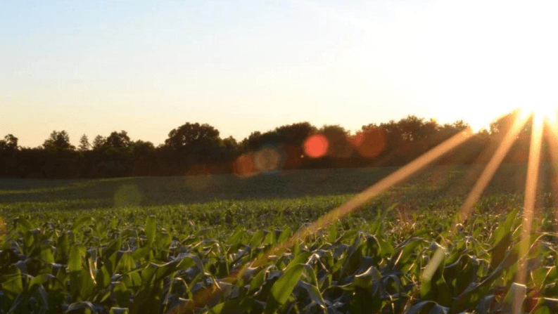 3–5 Years to Better Soils: What to Expect on Your Regen Journey