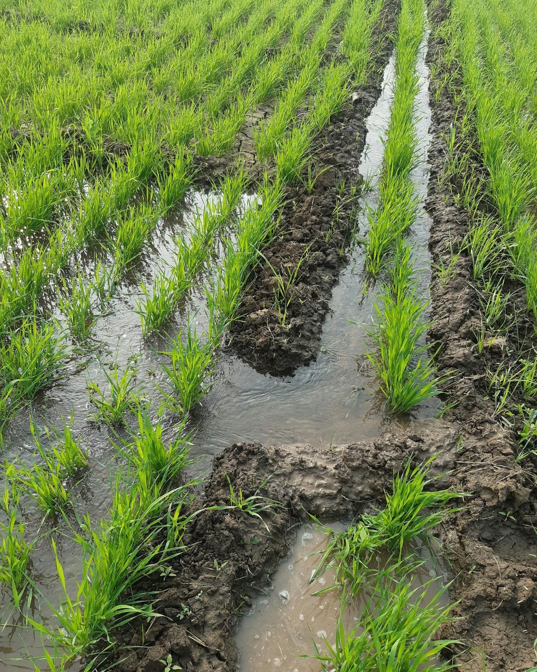 Latest Press: After a wet winter, Sea2Soil urges growers to prioritise soil checks and gentle spring recovery