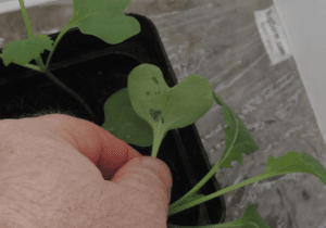 NIAB trials explore fish hydrolysate applications to help deter CSFB feeding in winter OSR