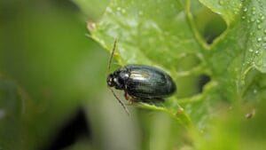 Rain triggers surge in SeaBoost demand as growers race to establish oilseed rape