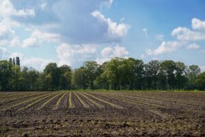 Make the most of the autumn window for stronger winter crop establishment
