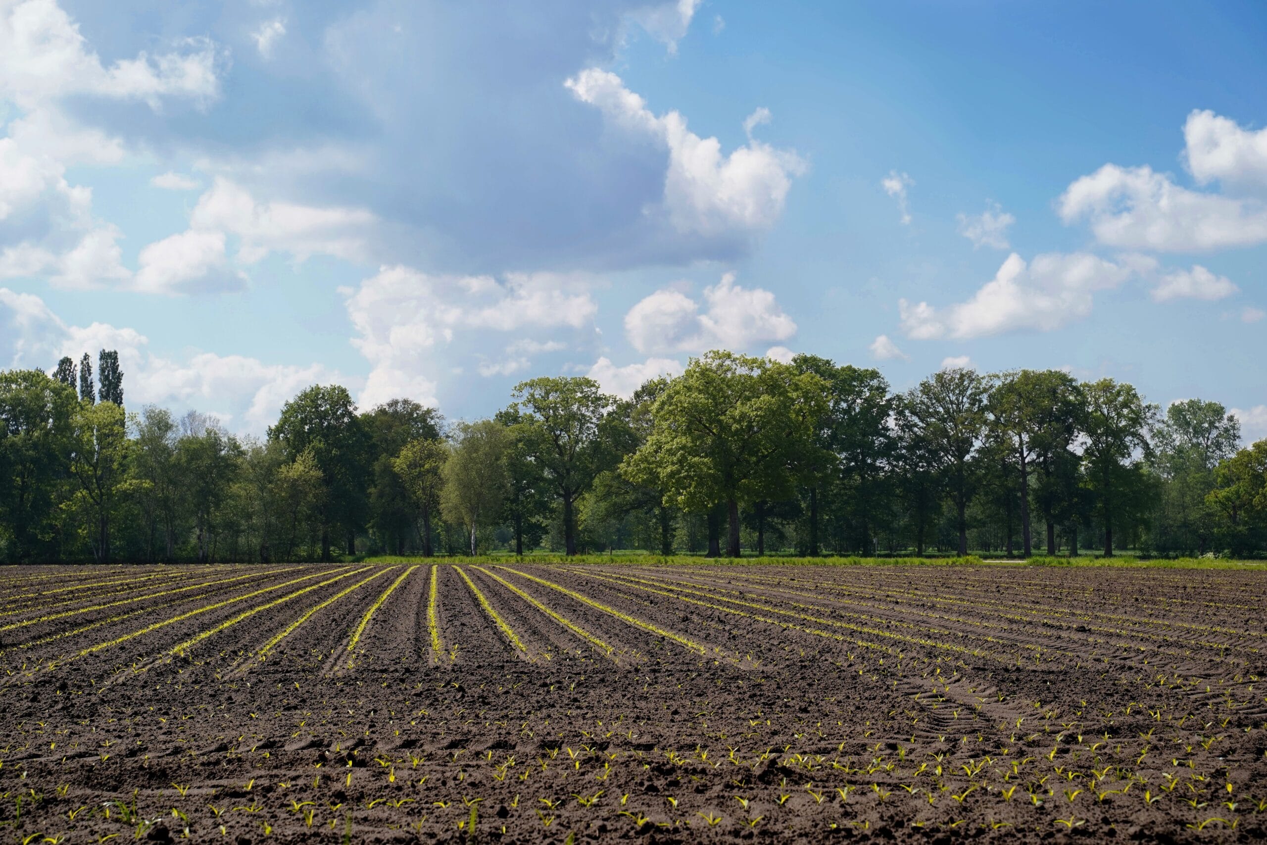 Make the most of the autumn window for stronger winter crop establishment