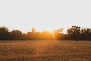 Farming beyond the average year: why resilience must shape crop nutrition